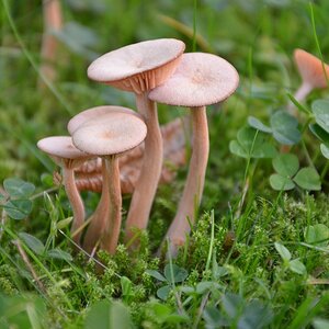 Pilz 1