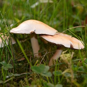 Pilz 2