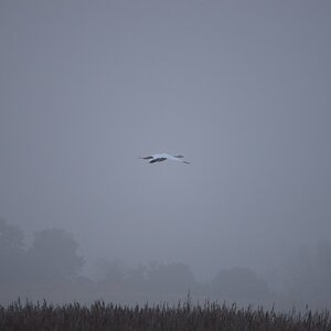 D80 8715