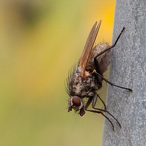 2012 10 21 Fliege im Sonnenschein