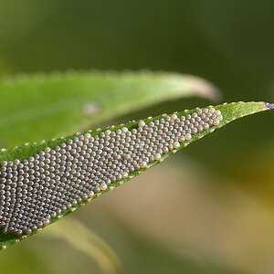 2012 10 21 Insekteneier