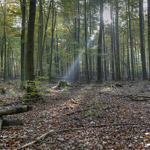 sonnenlicht