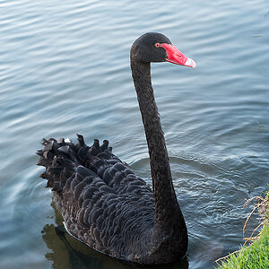 schwarzer schwan