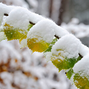 winter 4