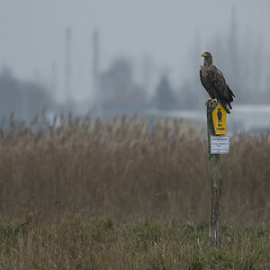 Küstenvogel