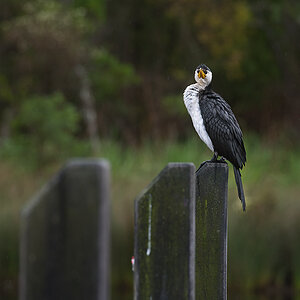 komischer Vogel