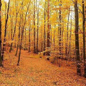 Wald 11 03