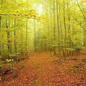 Wald 10 21