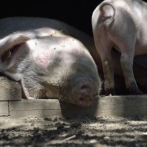 Schweine