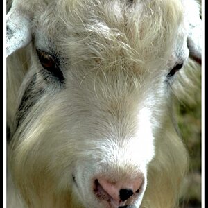 Portrait einer Zige