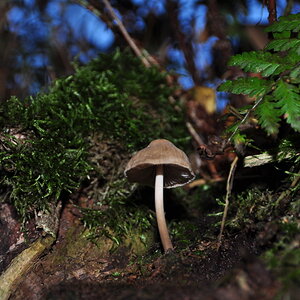 Pilz im Baum