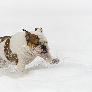 Vollgas im Schnee