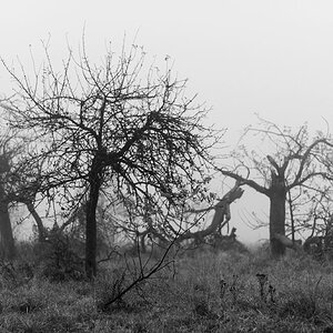 Herbstnebel
