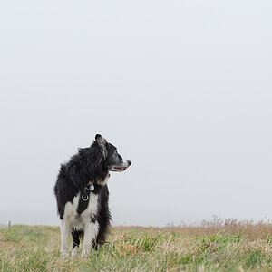hund