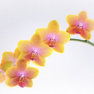 Orchideen