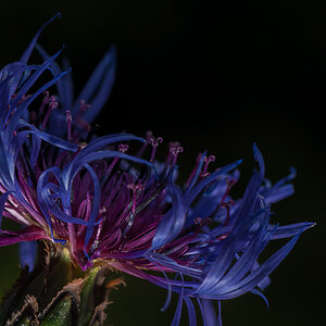 Kornblume