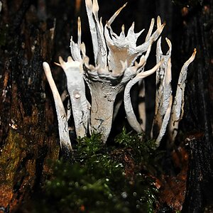 Pilz 3