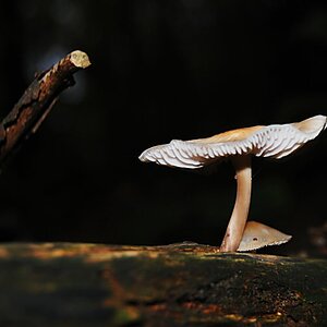 Pilz 5
