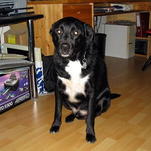 Jacko 1
