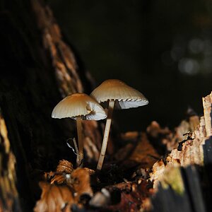Pilz 6