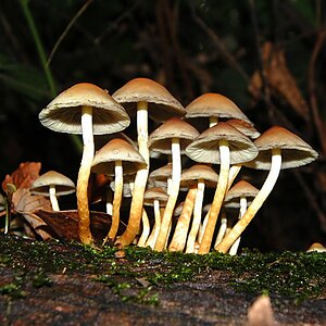 Pilz 8