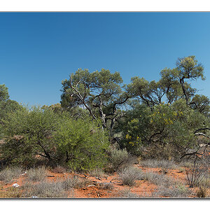 savanna3