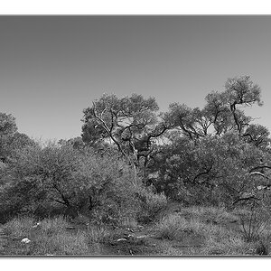 savanna sw