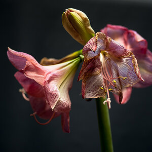 Amaryllis 4