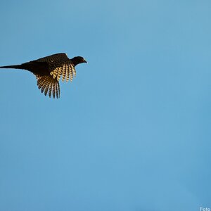 Jagd 121027 128