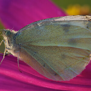 138schmetterling