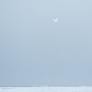 Spitzbergen 2012 SPE 0728 NFF