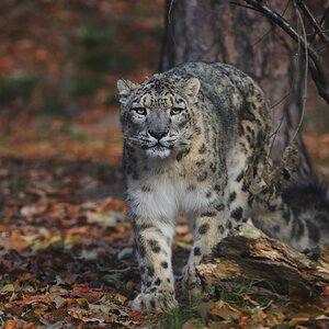 Schneeleopard
Tiergarten Nürnberg