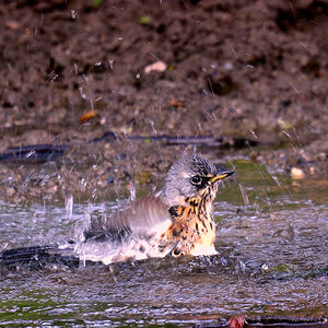 DSC 6993W Drossel juv warm