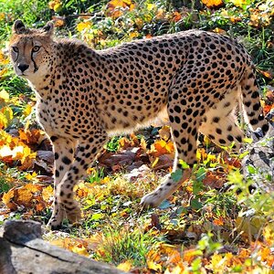 Gepard