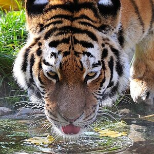 Sibirischer Tiger