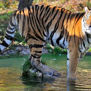 Sibirischer Tiger