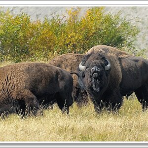 #19 Bison 1