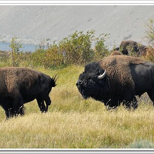 #20 Bison 2
