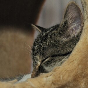 2012 11 18 10406  D300S A