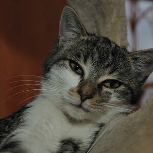 2012 11 18 10409  D300S A