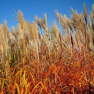 Schilf im Herbst