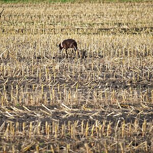 Jagd 121027 164