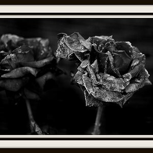 The last Roses