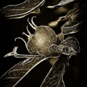 NFF 1NFFDSC 0203sw