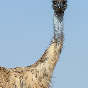 emu was willste