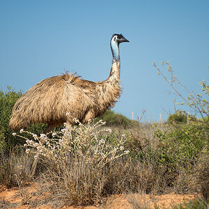 emu
