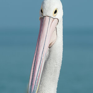pelle3