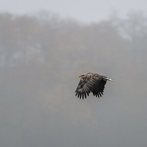 20121116 0565 [NIKON D4] 500 mm,1 160 Sek. bei ƒ   4,8