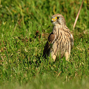 05 DSC 7414 Falke 2 b 1000