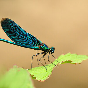 DSC 3701 Blauflügellibelle1000